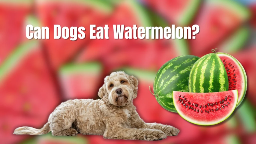 Can Dogs Eat Watermelon