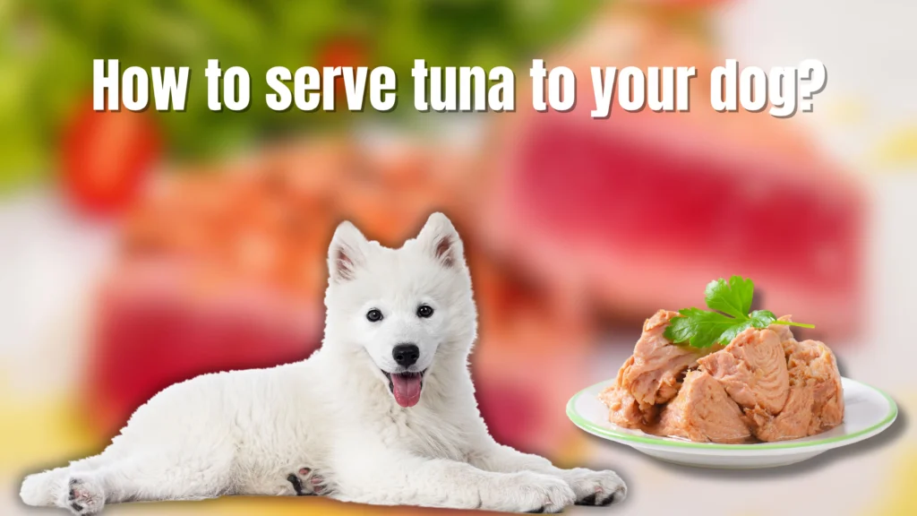 Can Dogs Eat Tuna?