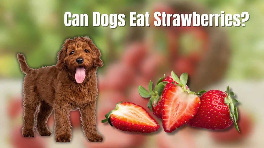 Can Dogs Eat Watermelon 12