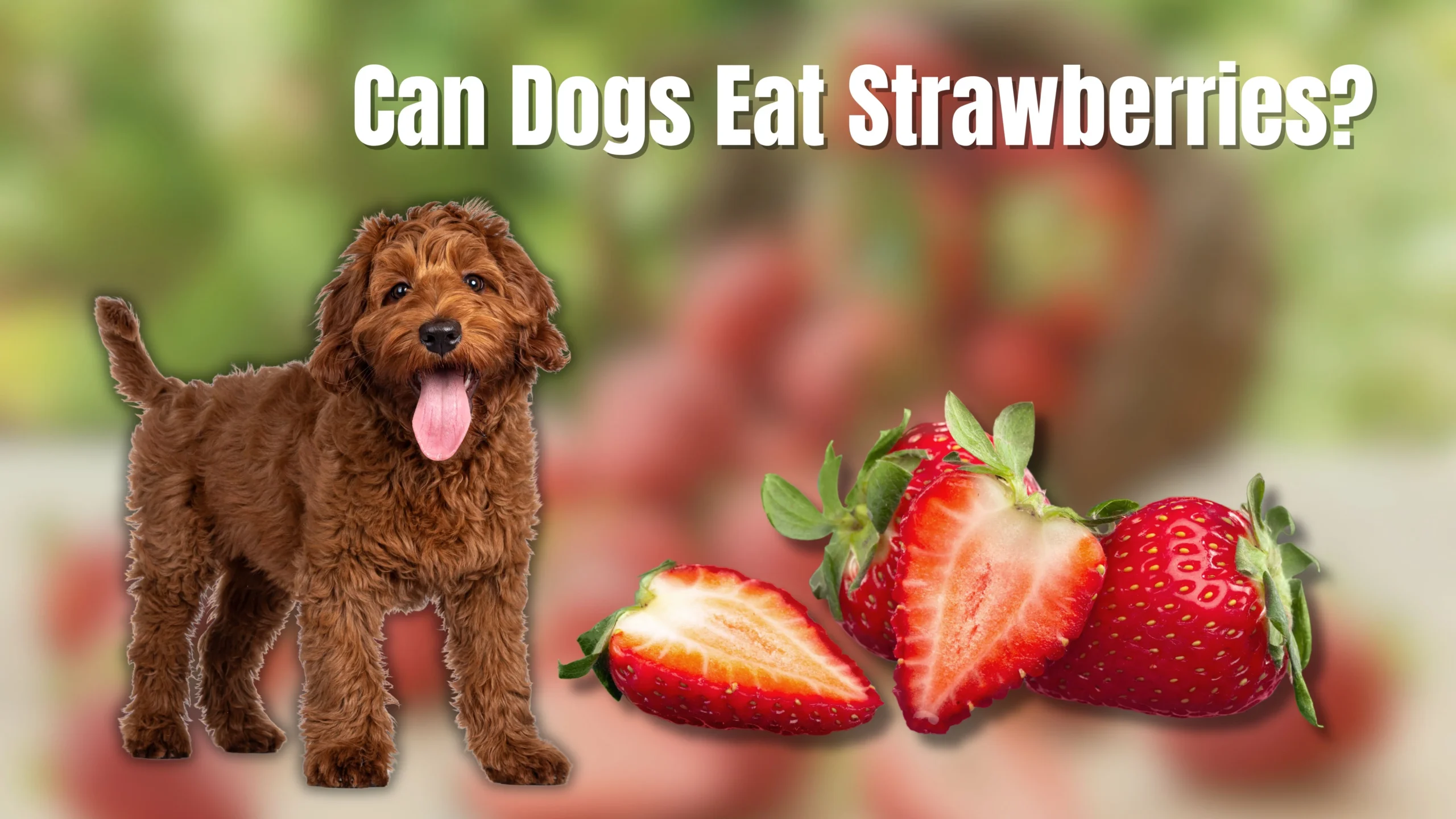 Can Dogs Eat Watermelon 12 scaled