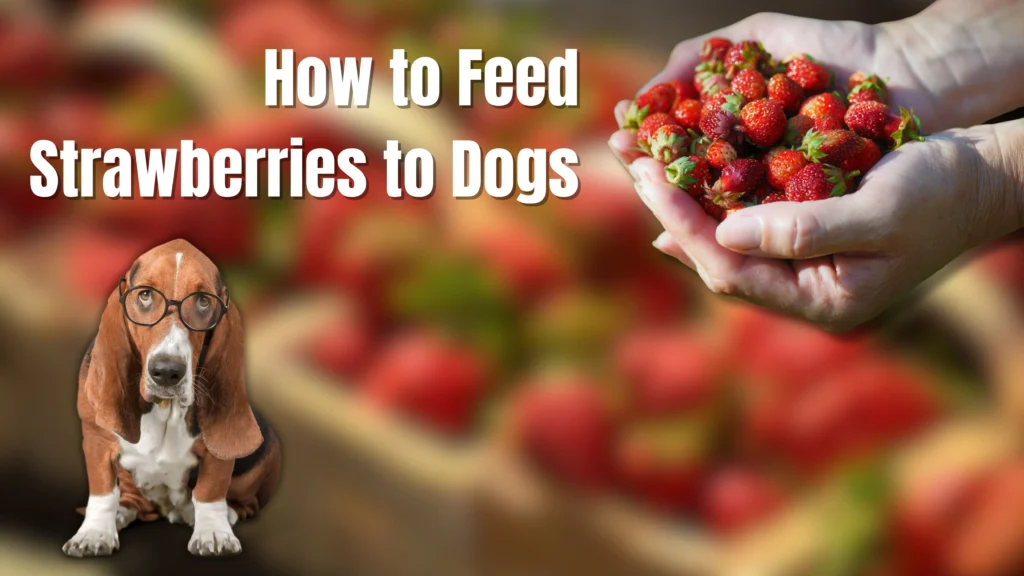 Can Dogs Eat Strawberries?