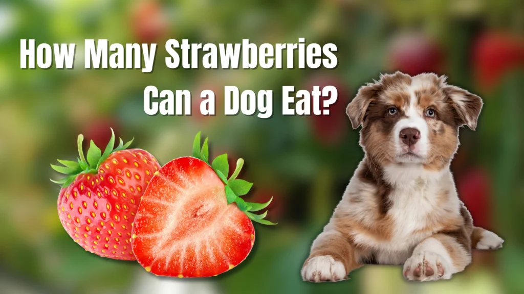 Can Dogs Eat Strawberries?