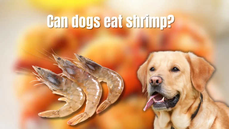 Can Dogs Eat Shrimp?A Delicious Guide for Pet Owners