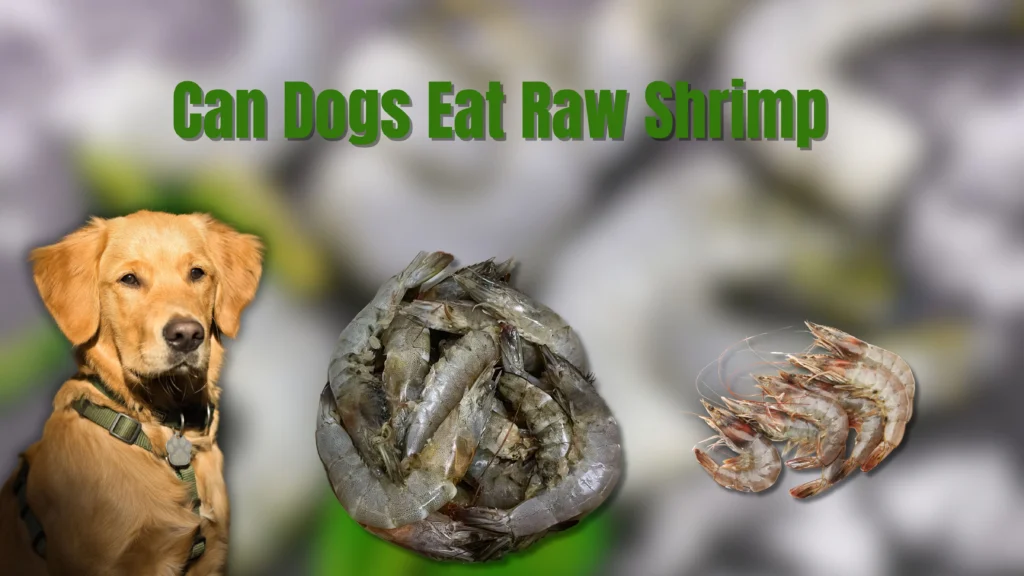 Can Dogs Eat Shrimp?