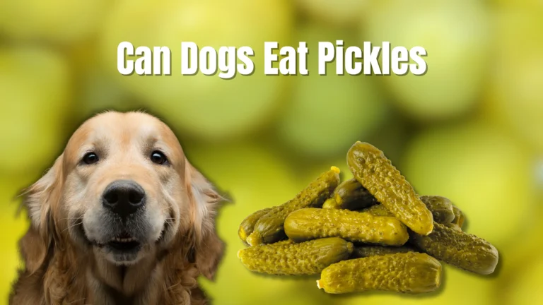 Can Dogs Eat Pickles? What You Need to Know!