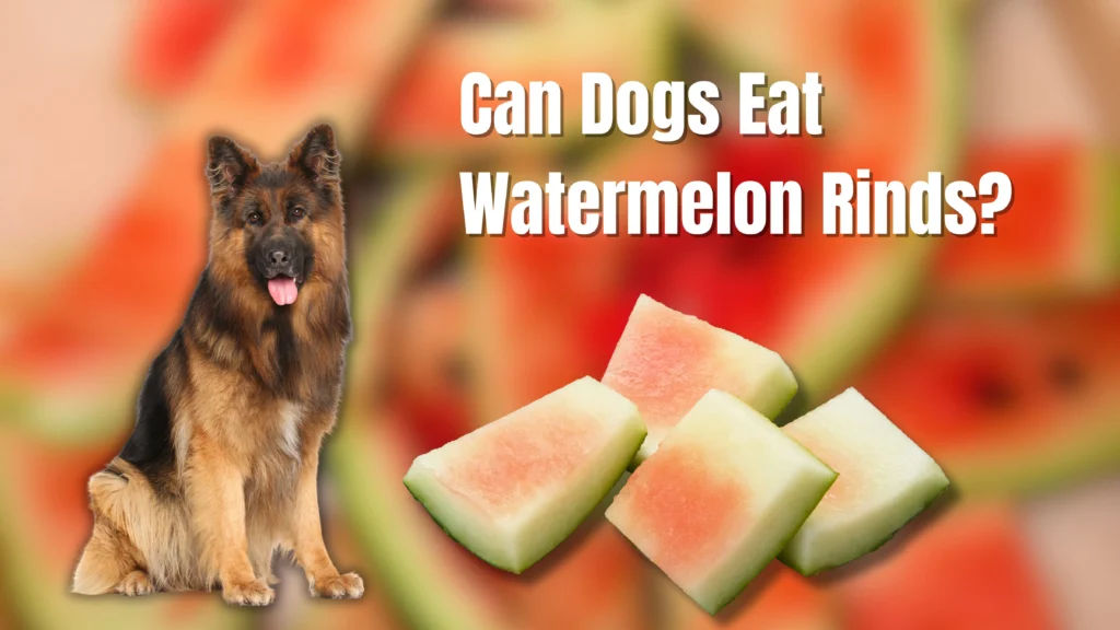 Can Dogs Eat Watermelon?