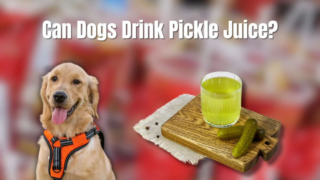 Can Dogs Eat Pickles? What You Need to Know!