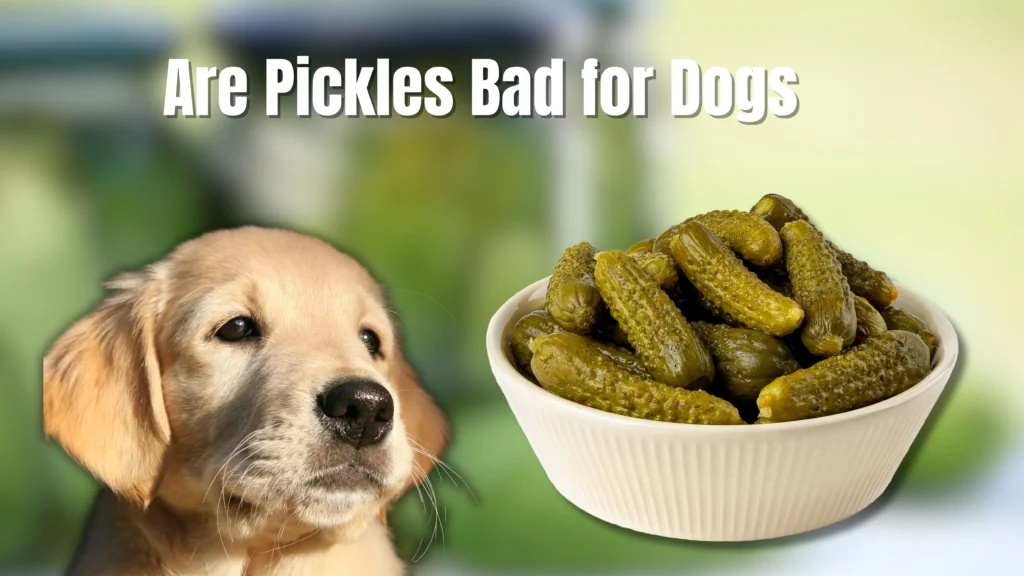 Can Dogs Eat Pickles? What You Need to Know!