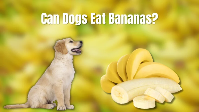 Can Dogs Eat Bananas?