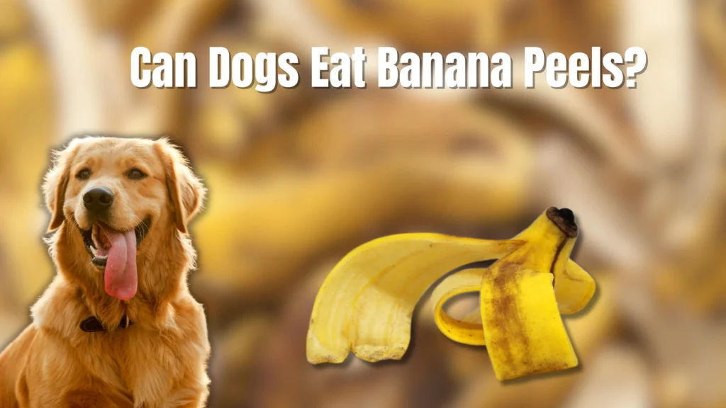 Can Dogs Eat Bananas?