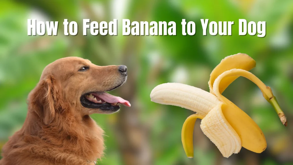 Can Dogs Eat Bananas?