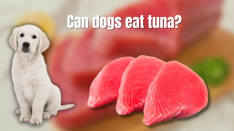 Can Dogs Eat Tuna?