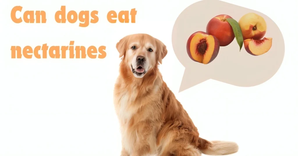 Can dogs eat nectarines