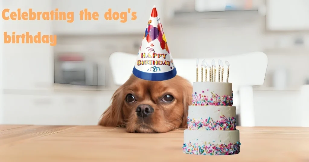 Celebrating the dogs birthday Copy