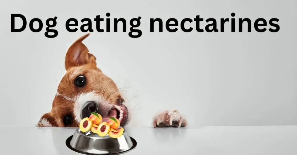 Can Dogs Eat Nectarines