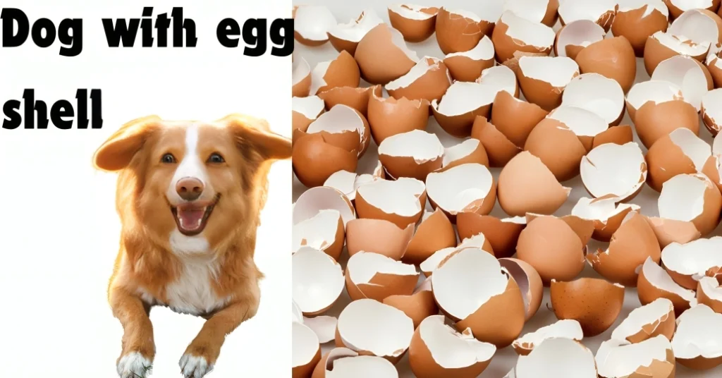 Can Dogs Eat Egg Shells?