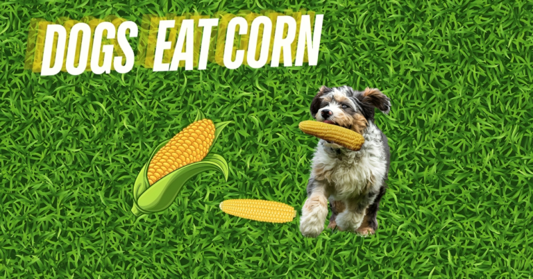 Is it Safe for Dogs to Eat Corn?