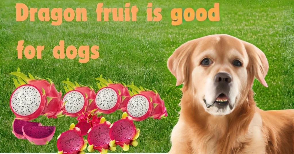 Can dogs eat dragon fruit?