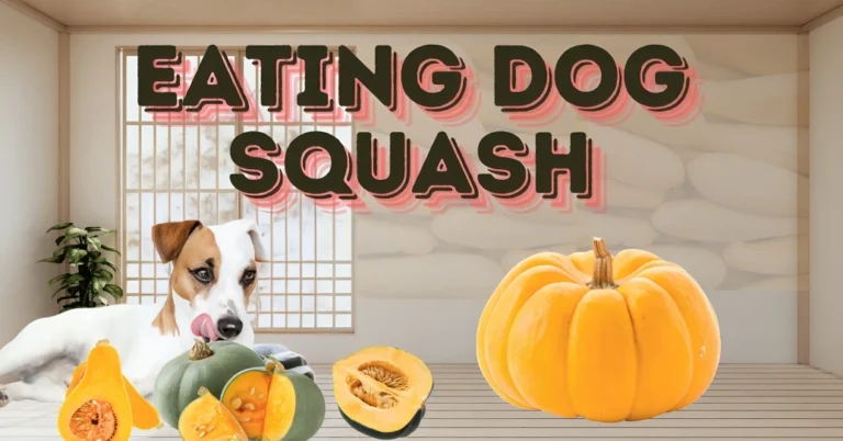 Can Dogs Eat Squash?