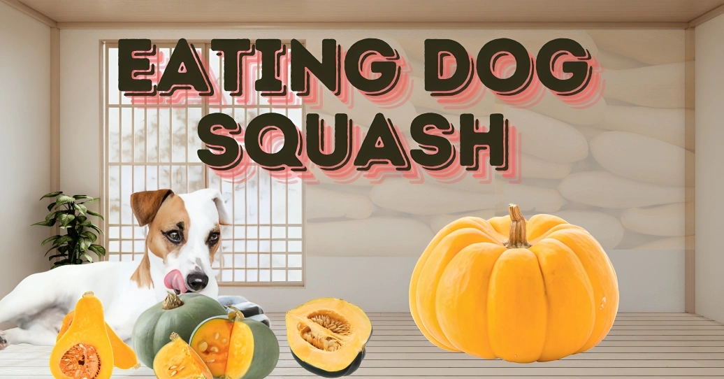 Eating dog squash