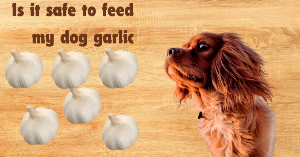 Can Dogs Eat Garlic?