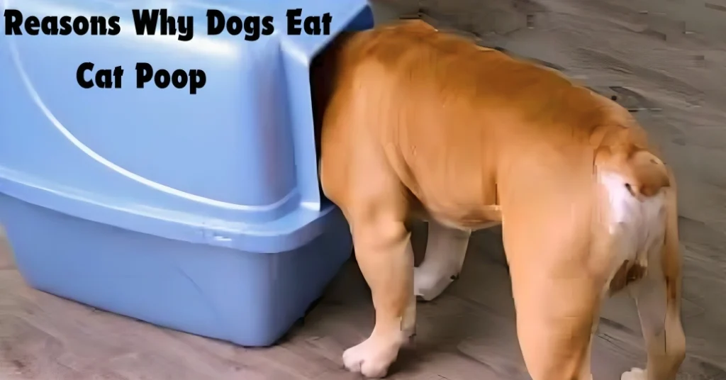 why do dogs eat cat poop?