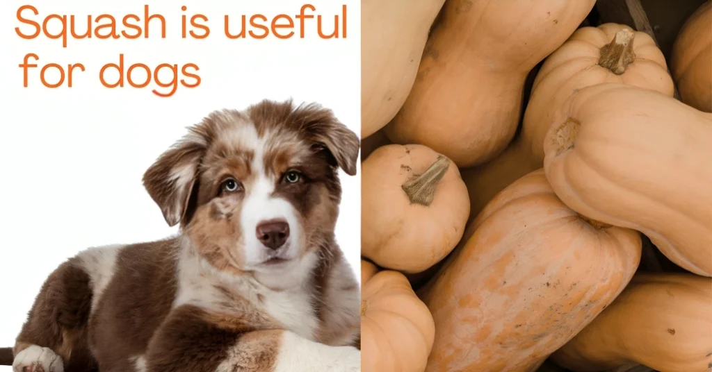 Can Dogs Eat Squash?