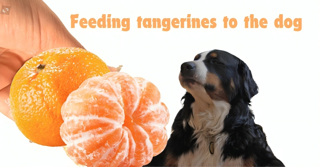 The dog eating tangerines