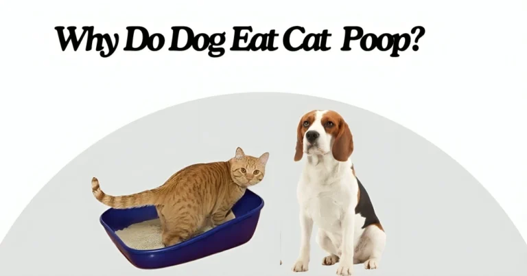 Why Do Dogs Eat Cat Poop?