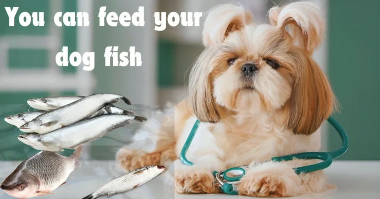 Can Dogs Eat Fish?