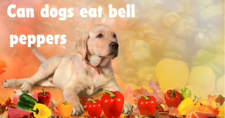 Can Dogs Eat Bell Peppers?