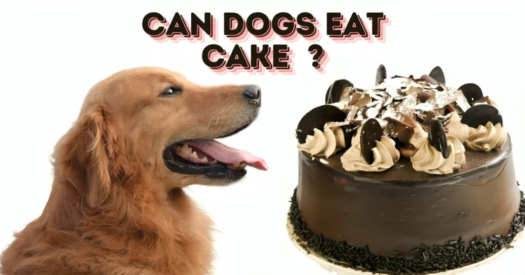 can dogs eat cake