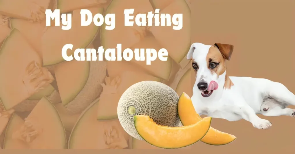 Can Dogs Eat Cantaloupe?