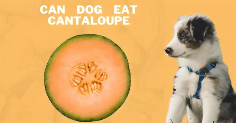 Can Dogs Eat Cantaloupe?