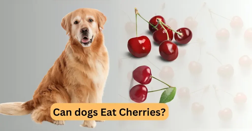 Can dogs eat cherries?