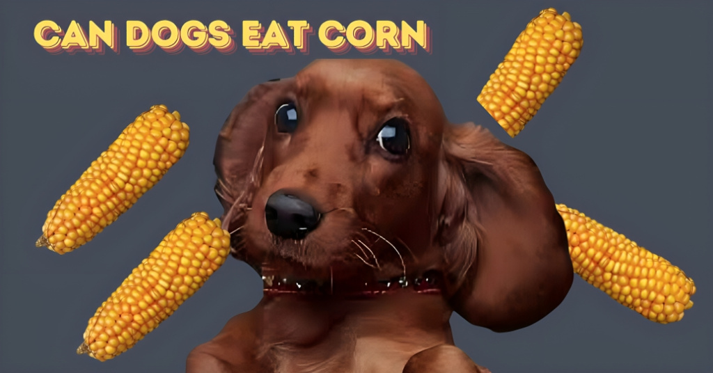 Is it Safe for Dogs to Eat Corn?