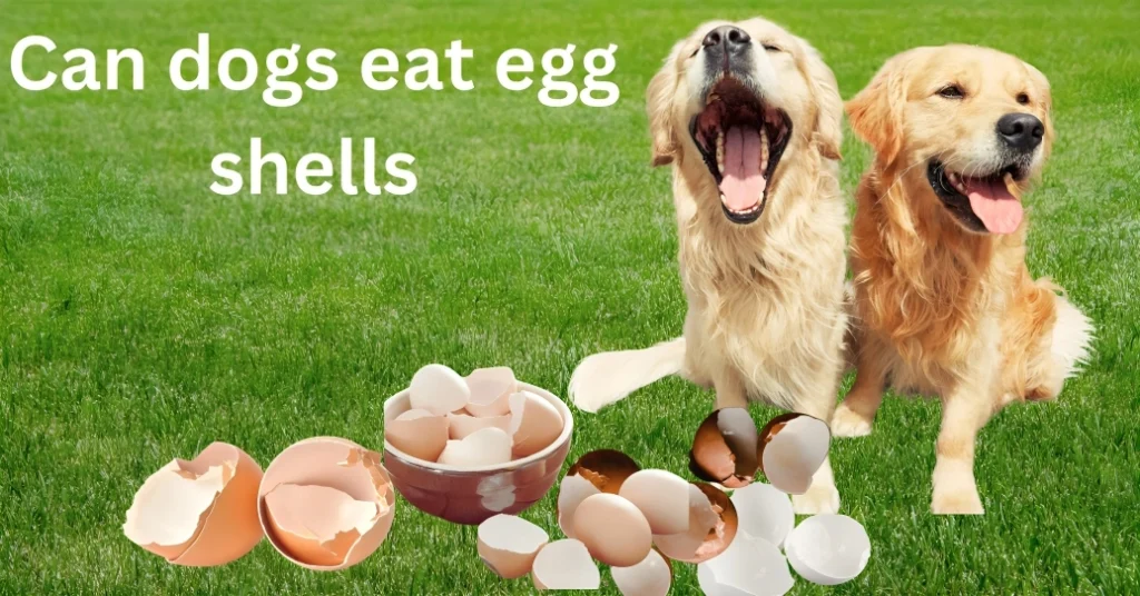 can dogs eat egg shells