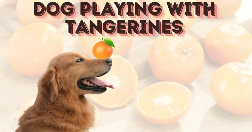 Are Tangerines a Fruit Dogs Can Eat?