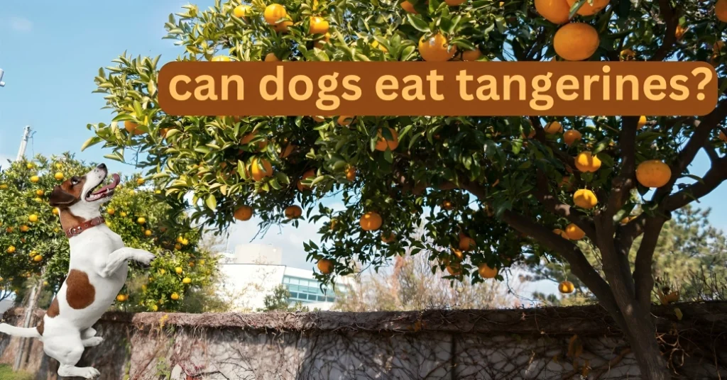 Are Tangerines a Fruit Dogs Can Eat?