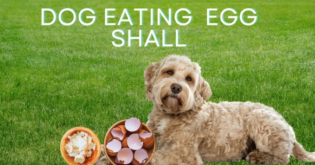 dog Eating egg shall