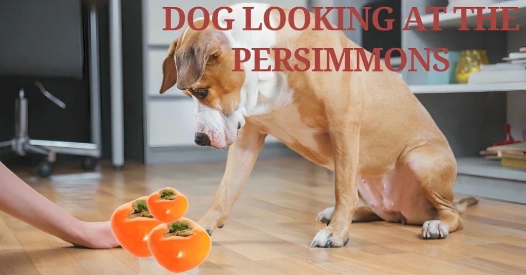 can dogs eat persimmons?