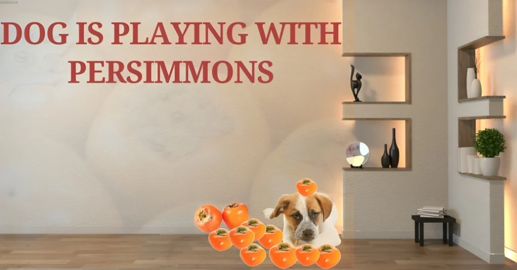 can dogs eat persimmons?