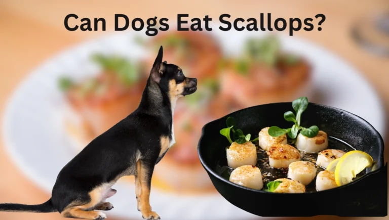 Can Dogs Eat Scallops?