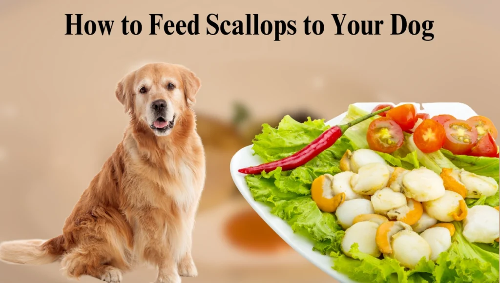 Can Dogs Eat Scallops?