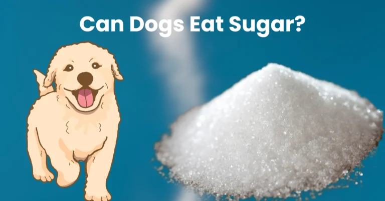 Can Dogs Eat Sugar?