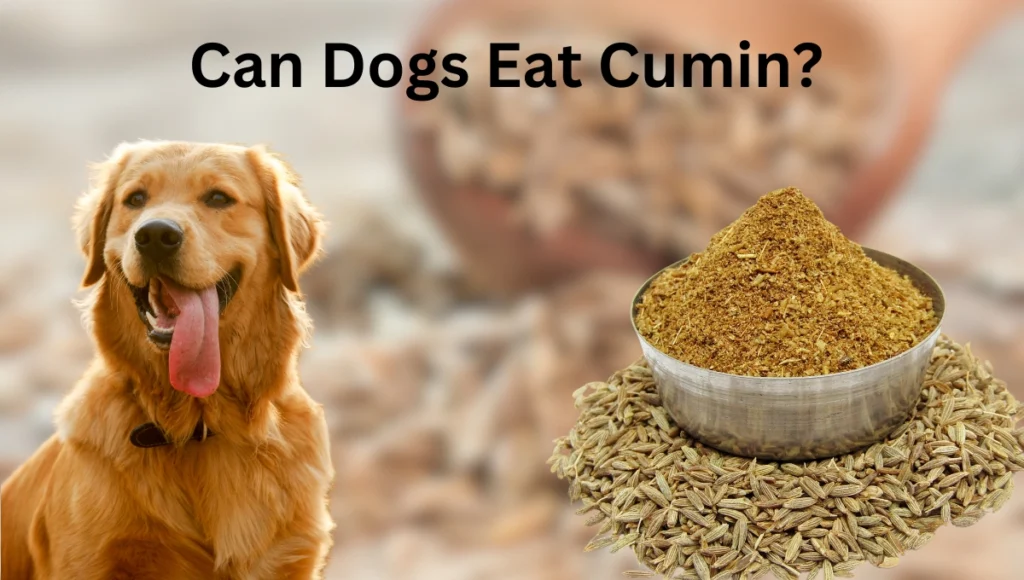 Can Dogs Eat Cumin