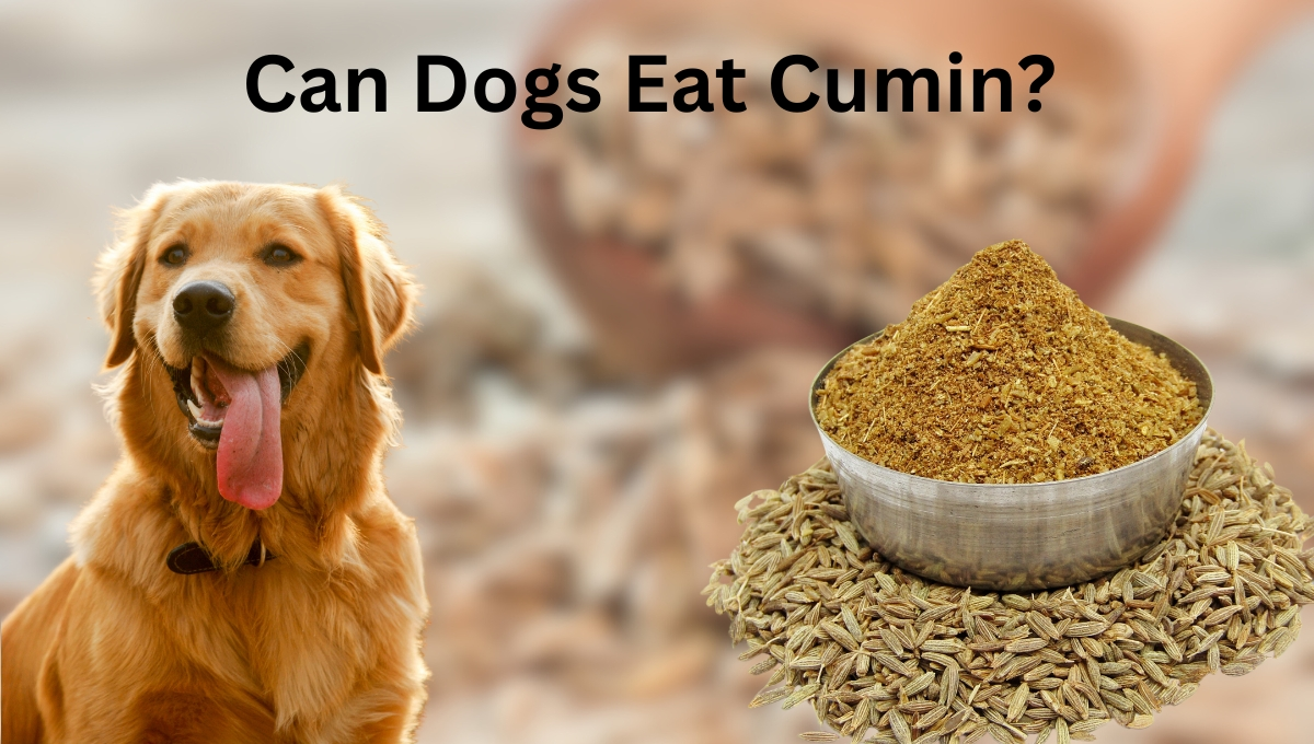 Can Dogs Eat Cumin