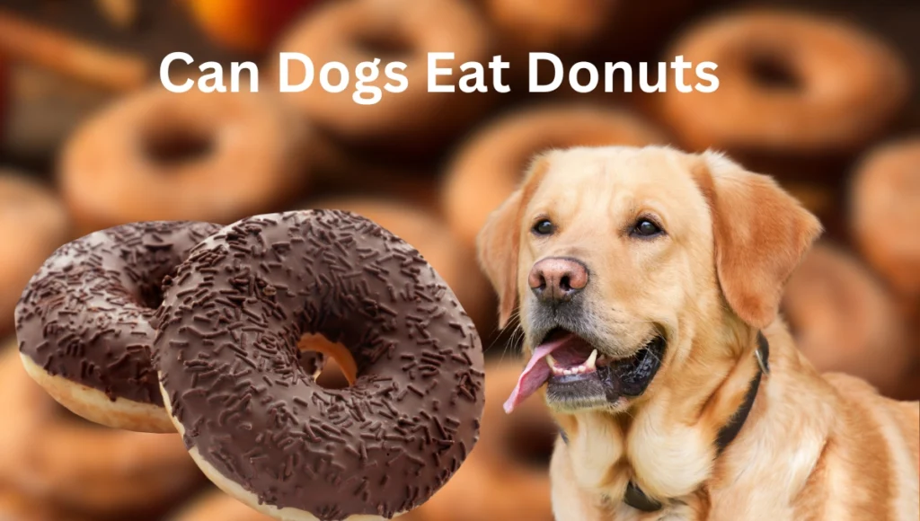 Can Dogs Eat Donuts