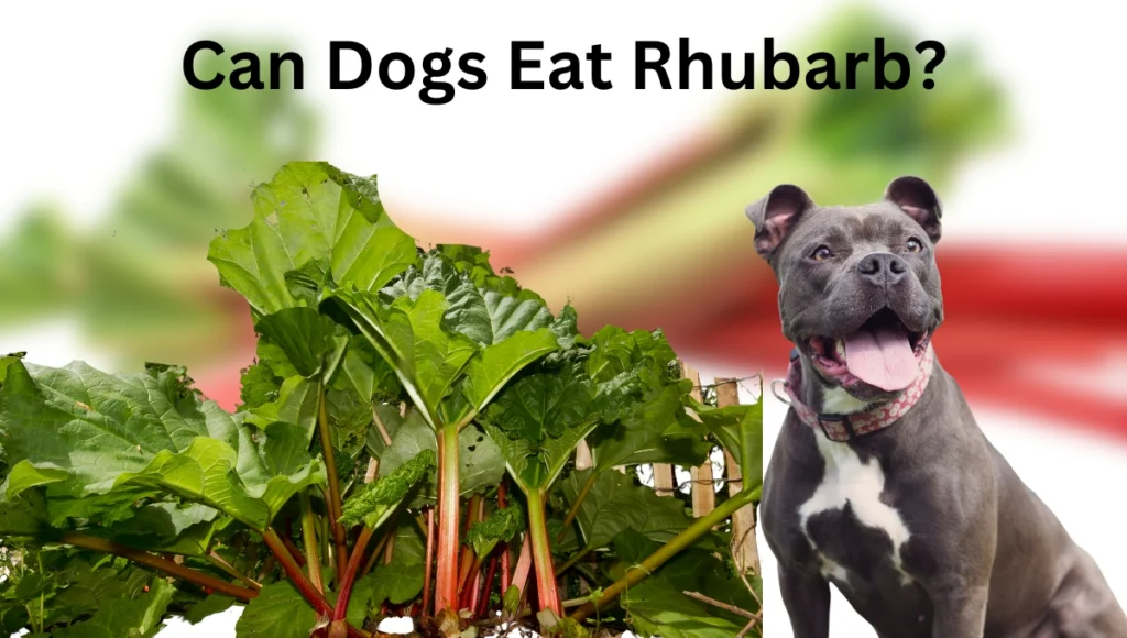 Can Dogs Eat Rhubarb