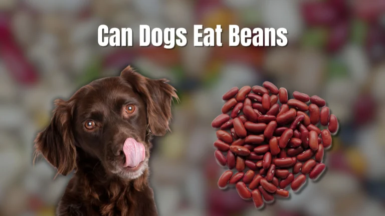 Can Dogs Eat Beans? A Nutritious Snack for Your Pup